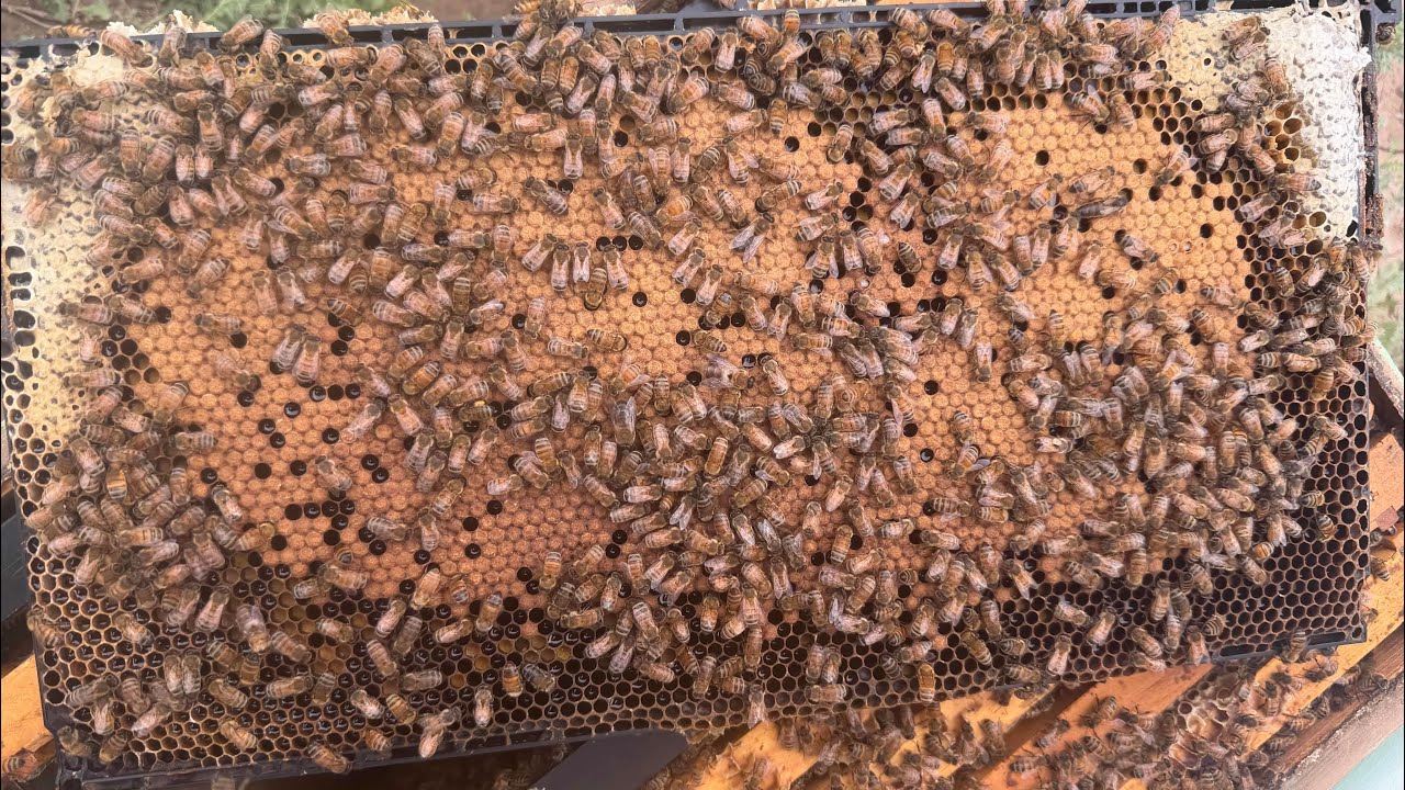 Hive Management during Early Spring Nectar Flow