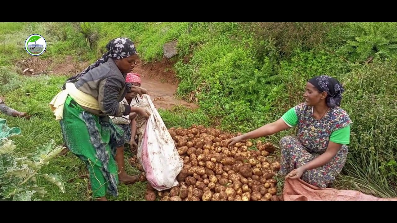 የጉለሌ ክ/ከ የመኸር እርሻ ስራ