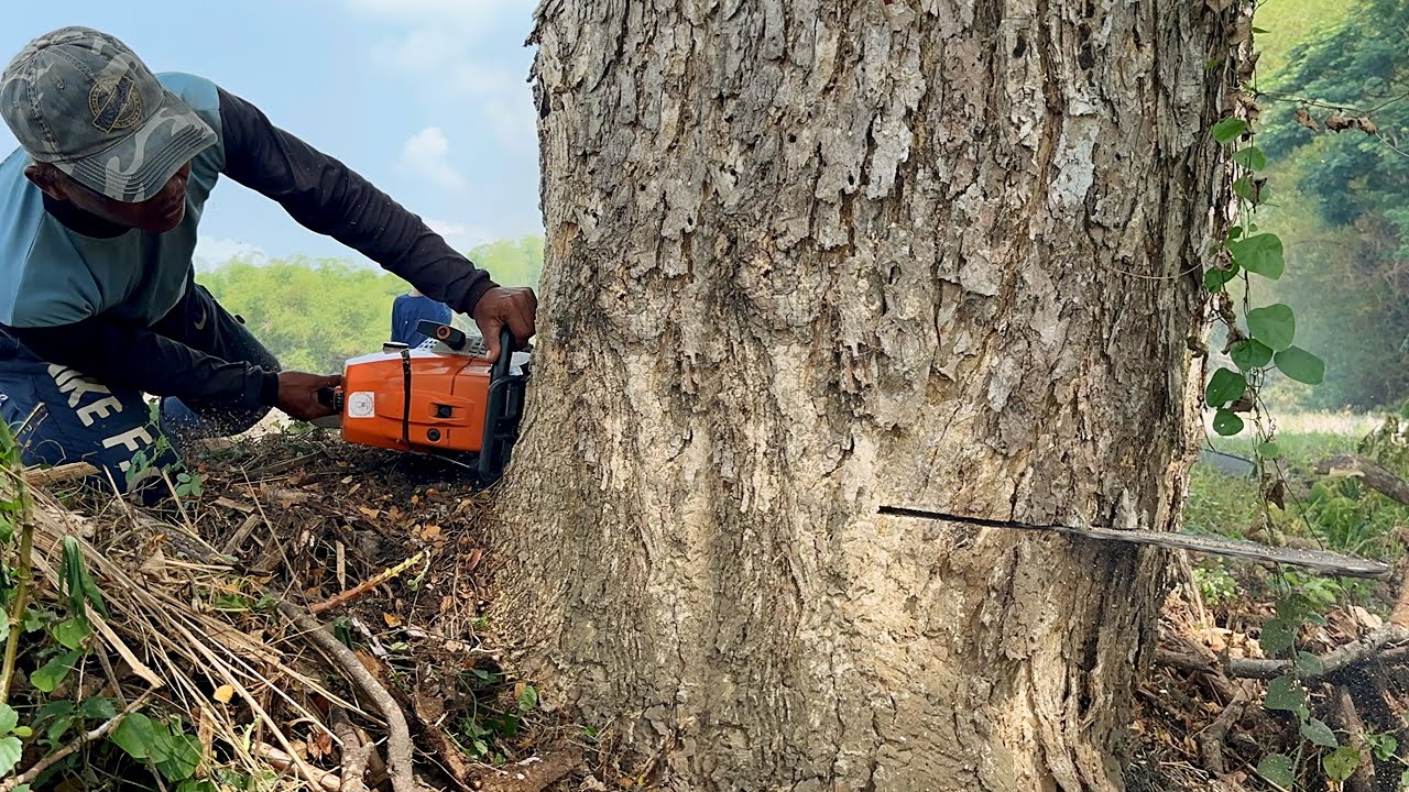 Fierce… Cut down 3 old trembesi trees quickly‼️