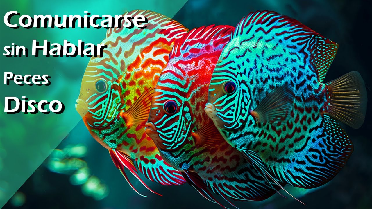 189👄🎙️.- Como se comunican los Peces Disco sin hablar