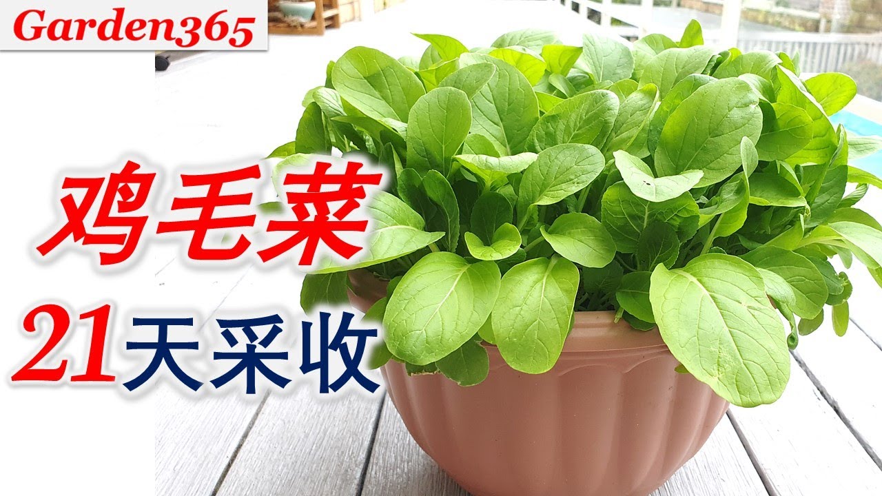 【鸡毛菜】鸡毛菜易爆盆｜喜欢吃嫩青菜的别错过｜长得快，无虫害｜一个月内多次采收