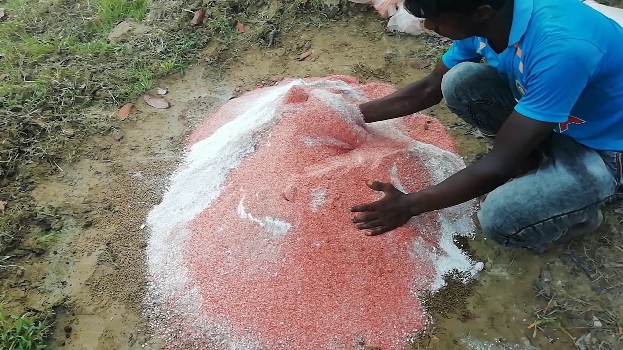 আম গাছের পরিচর্যা ও সুষম সার প্রয়োগ করার নিয়ম || Rauh Farm Fresh 2019 ||