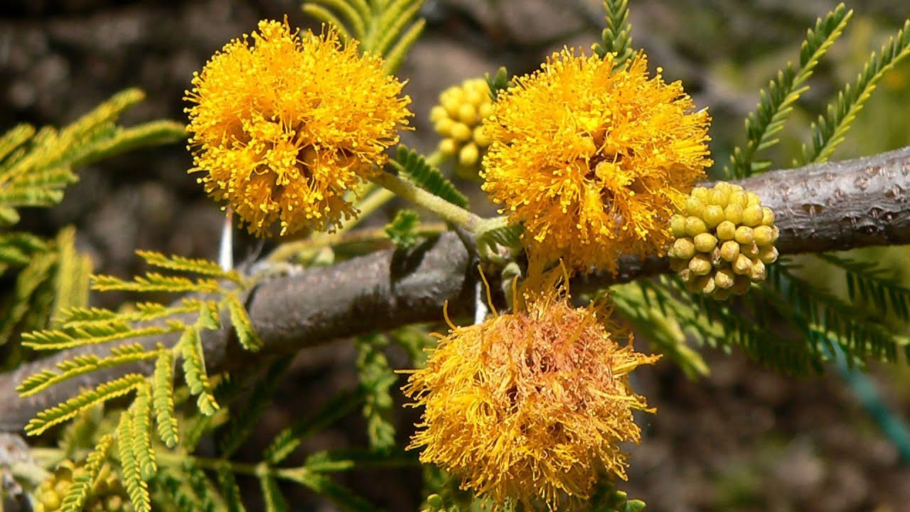 El Espinillo: el árbol amarillo del centro y norte del país