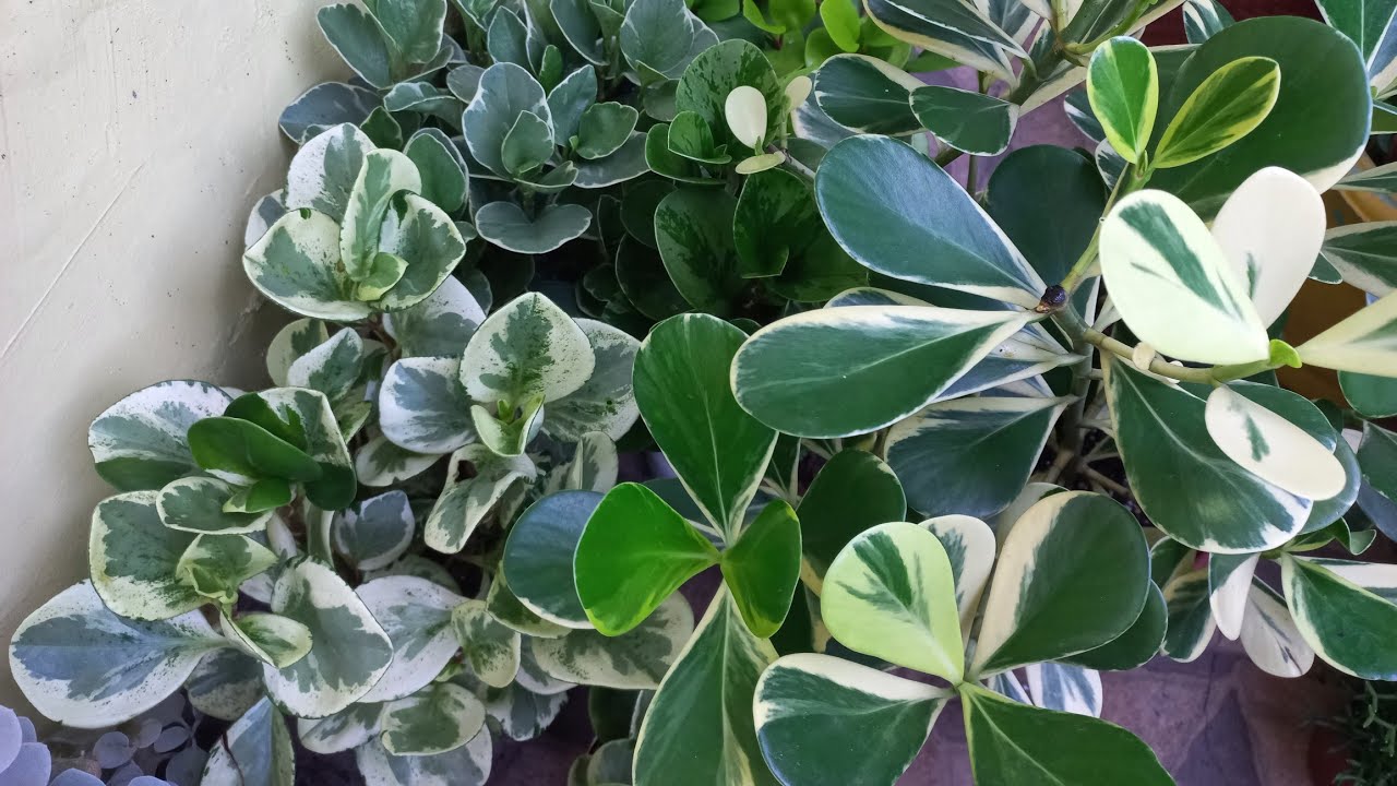 Muitas plantas variegatas de fácil cultivo.