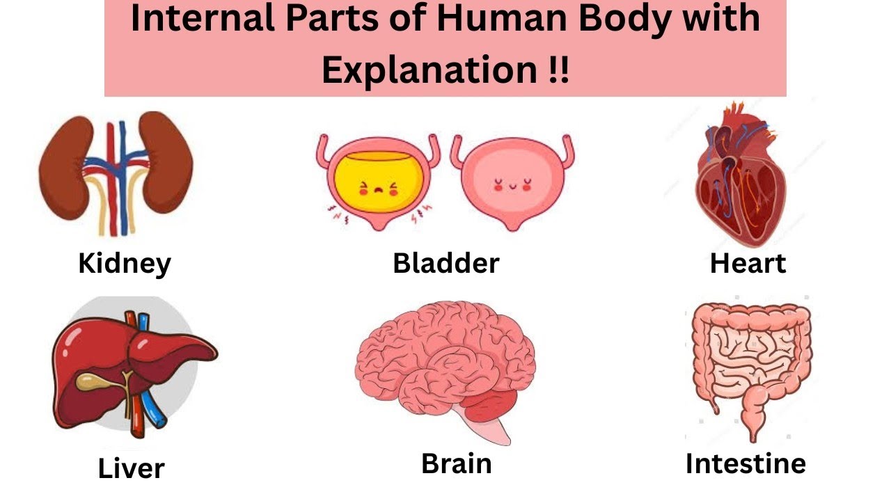 Learn internal parts of the human body with explanation | English words daily use in life