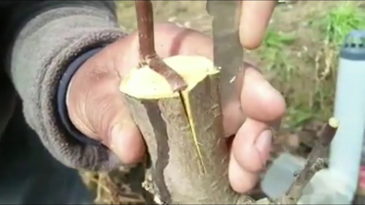 Strap Grafting Technique #TheAppleMirror