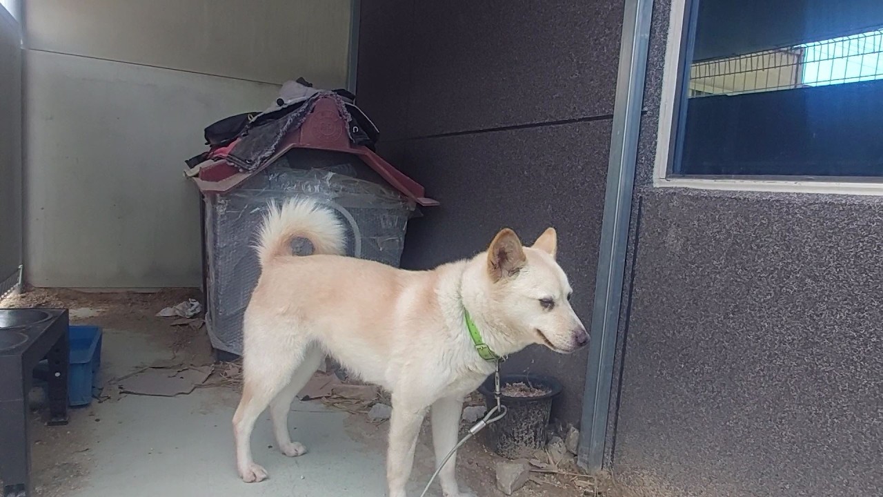 사무실에서 실컷 놀게 해 준 뒤 집에 갈 때가 되면 다시 견사에 들어가야 되는 공장 진돗개 l 너무도 당연하고 초연하게 받아들이는 모습에 경외심이 생긴다 l 싫을 법도 한데..
