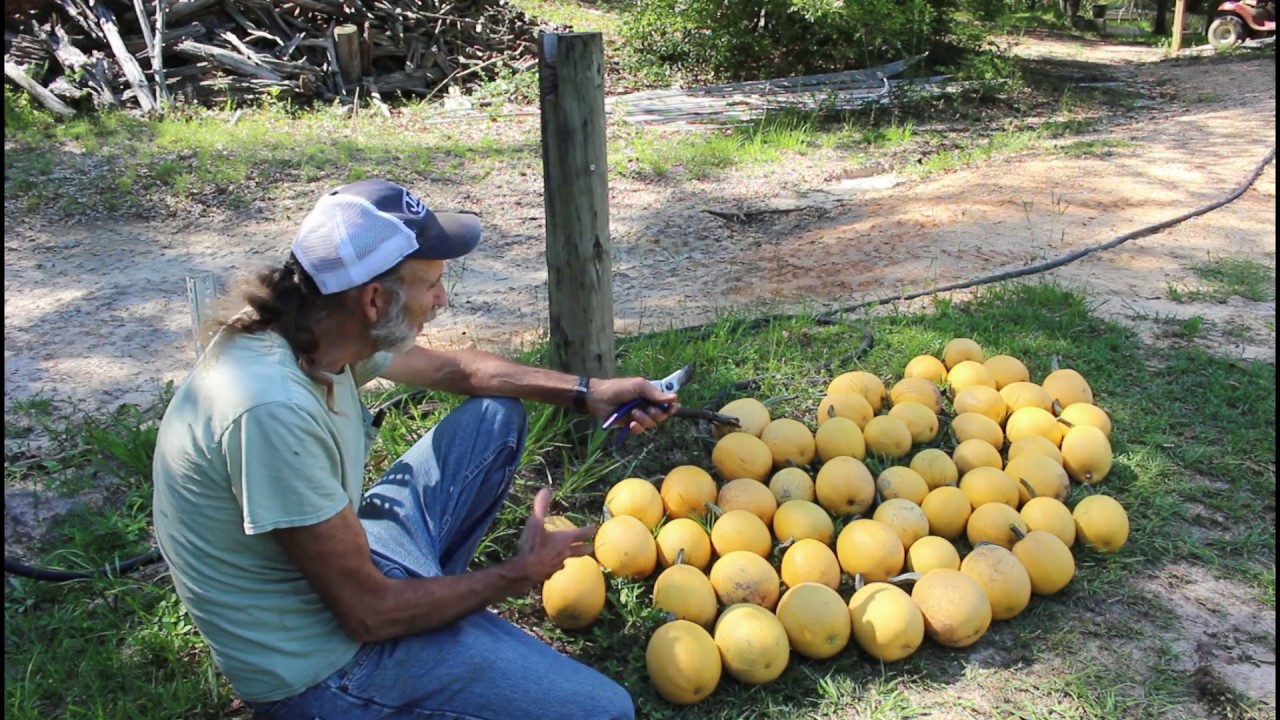5 SEEDS | 50+ Spaghetti SQUASH | How to HARVEST Spaghetti Squash