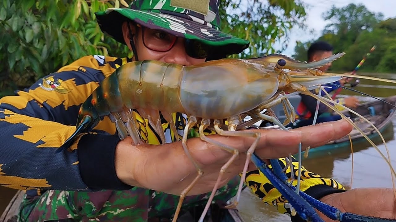 Jari-jari sampai gemetaran! Udang terbesar pedalaman kalimantan berhasil didapati