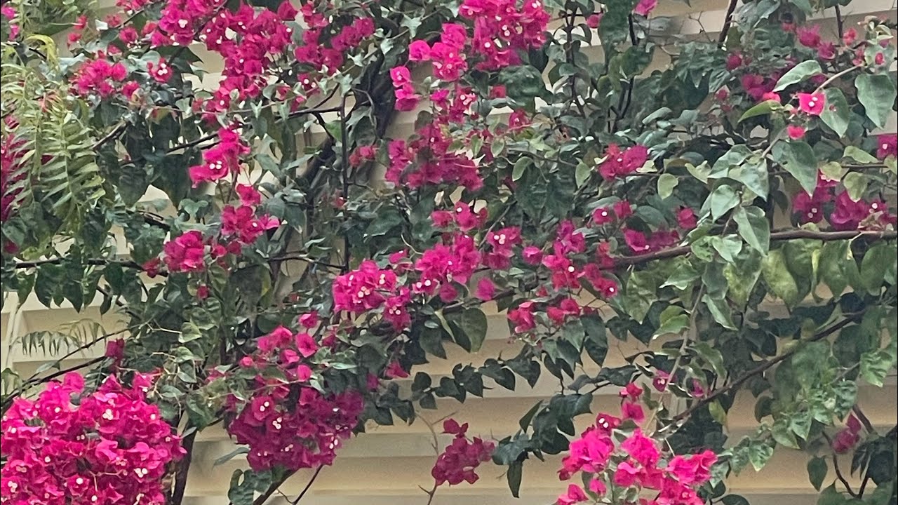 بدأت قناة 