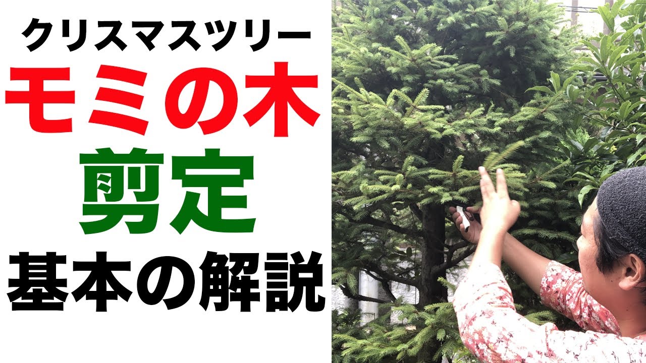【もみの木】トウヒの基本の剪定を解説