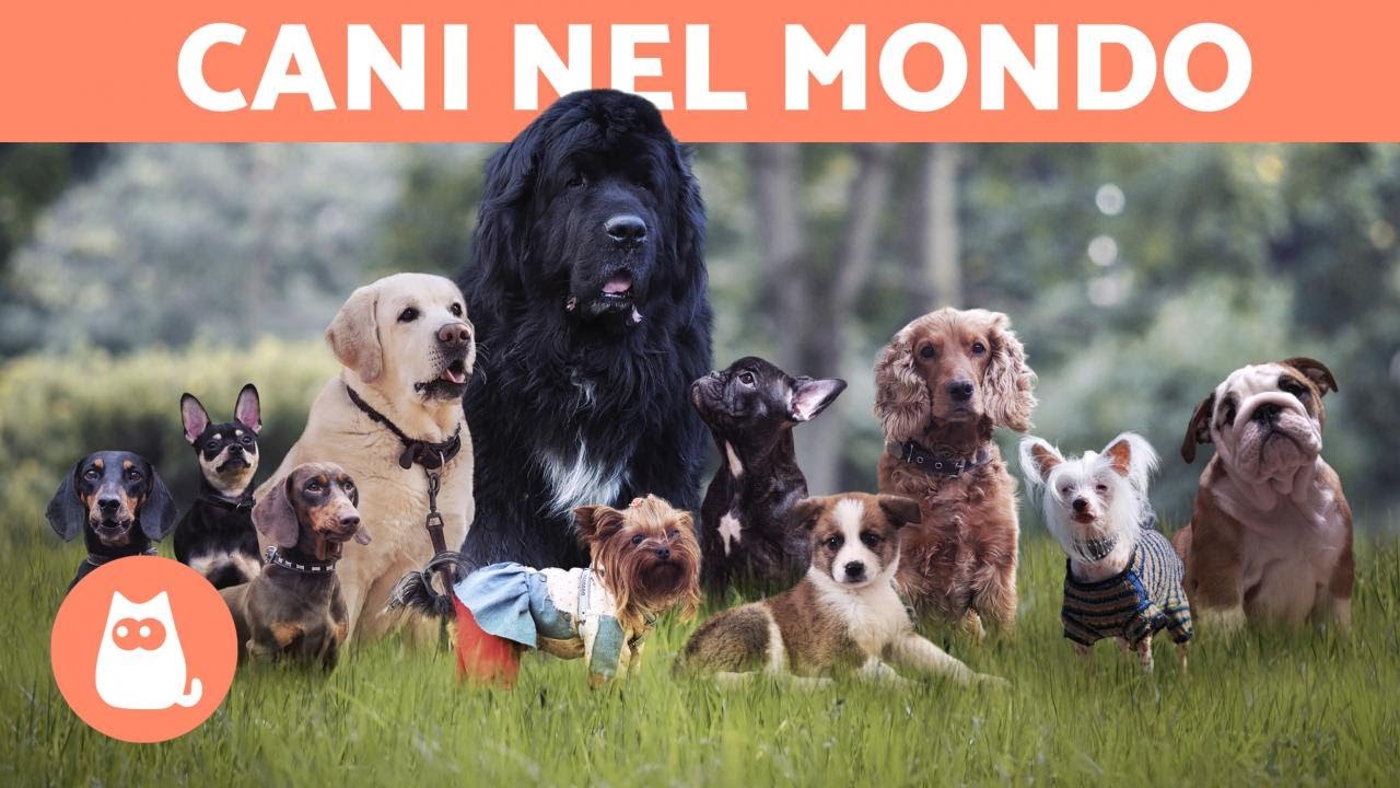 La RAZZA di CANE tipica in ogni paese 🐶🌏
