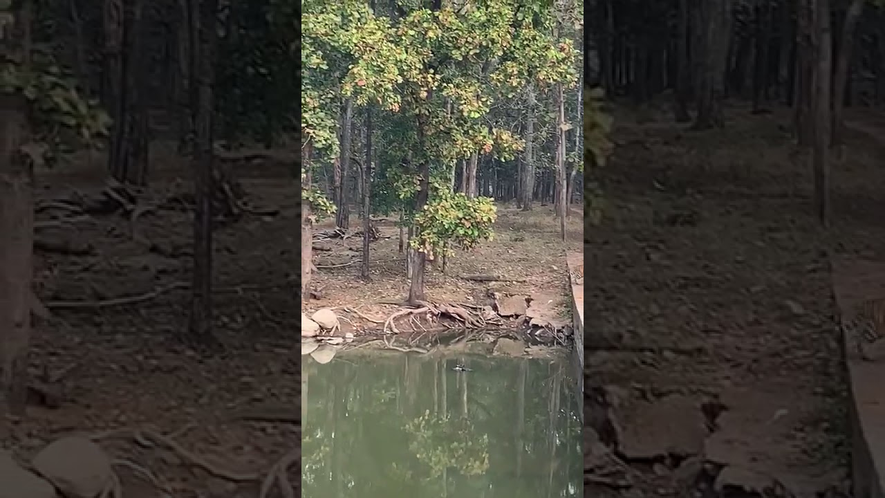 Pench Tiger Reserve (Turia Gate Zone 3) 07-01-2020