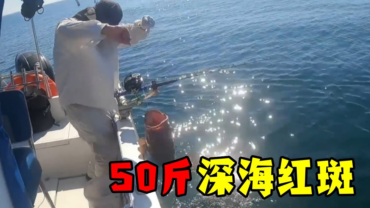 一根細魚桿，竟能挑起重達50公斤的深海大石斑，創紀錄了！#釣魚 #钓鱼生活