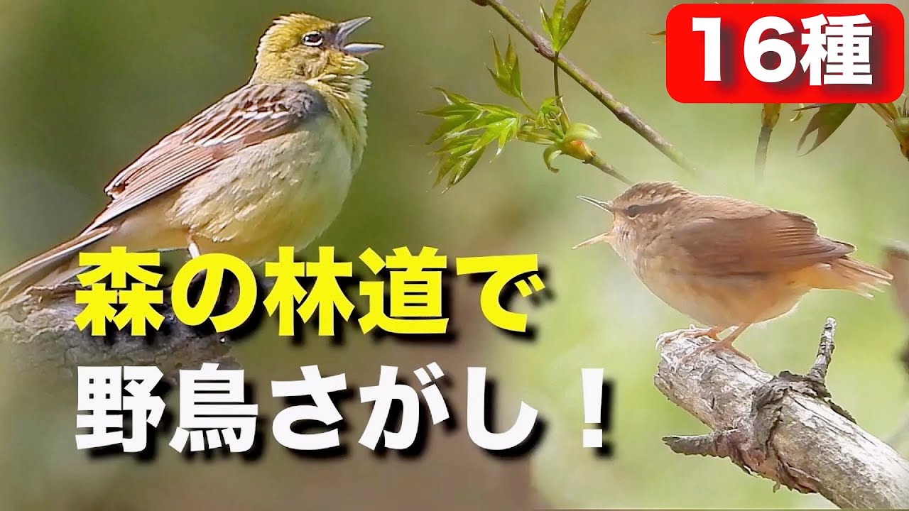 とても珍しい夏鳥たちを発見！