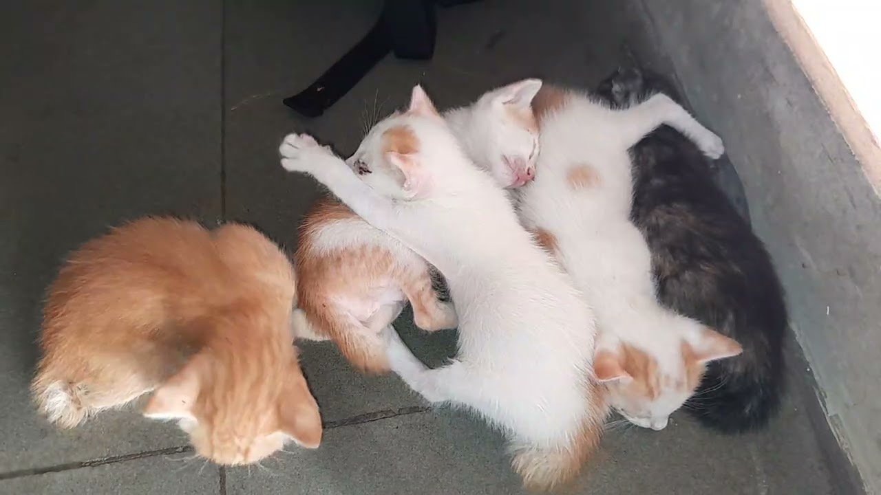 They are the most love all the little kittens are sleeping together 