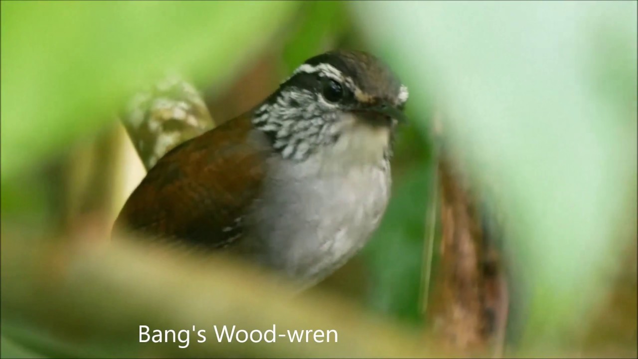 Birds of Santa Marta Mountains and Northern Colombia