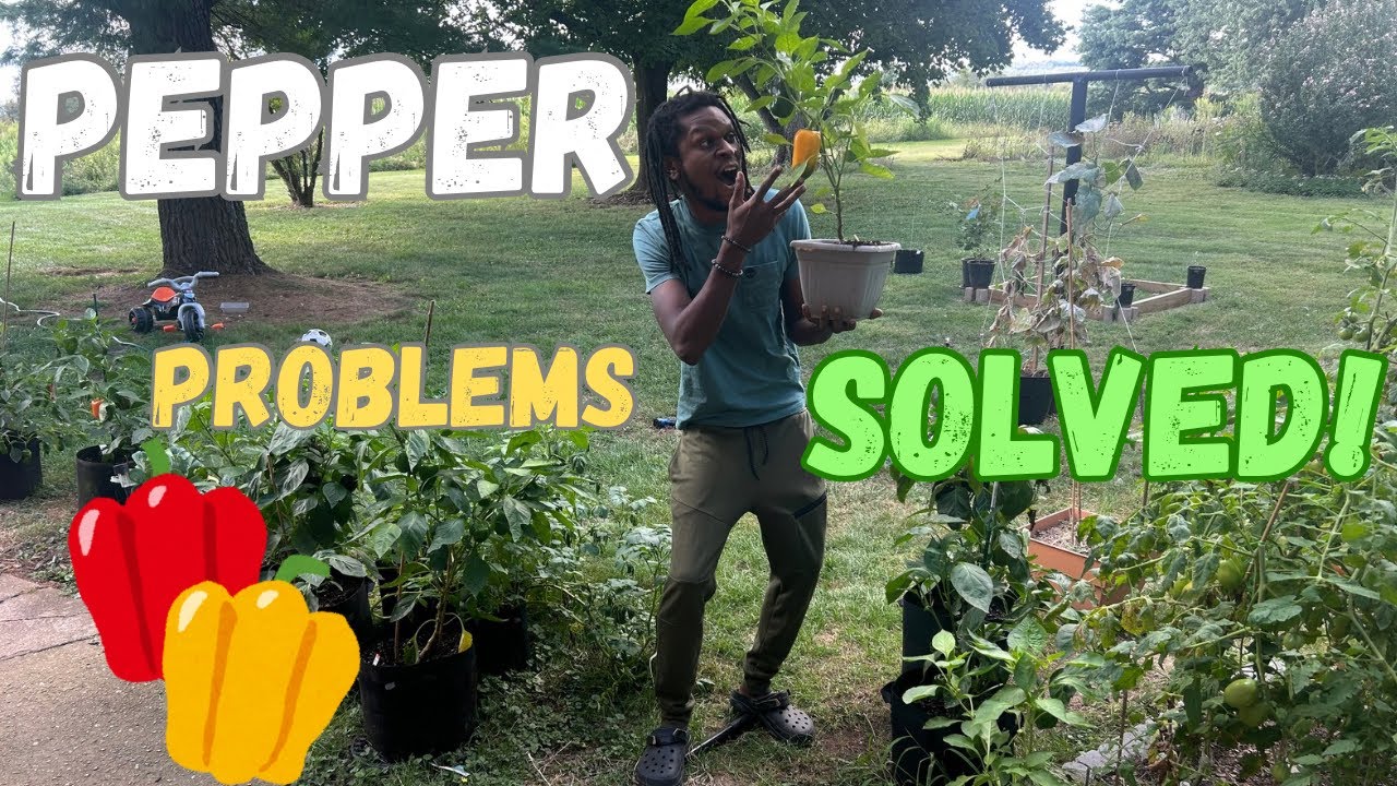 Peppers Not Growing? 🌱 The Real Reason + Easy Fix!
