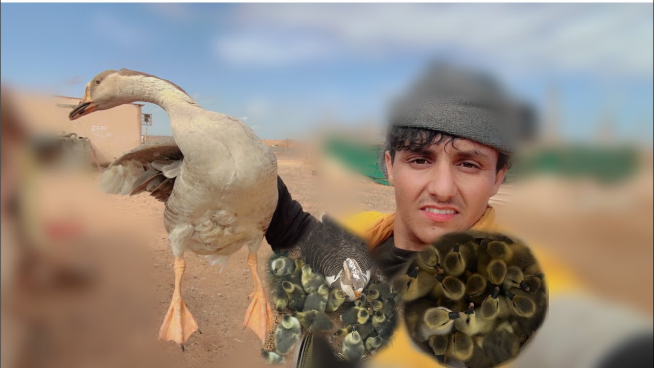 انتاج الوز🐣🦢وكيف طريقة التربيه والتطعيم👌💊#وز #انتاج_الموسم