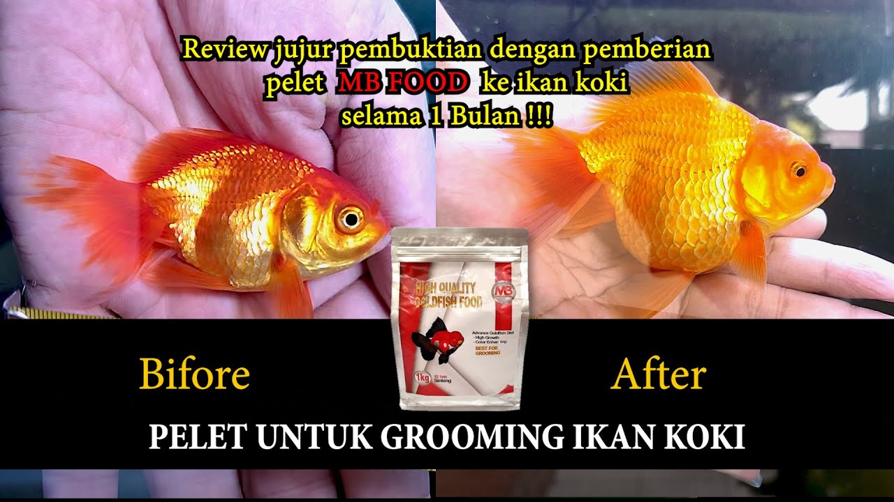MB Food, Pelet grooming untuk ikan koki, pembuktian dengan memberikan kepada koki selama 1 bulan