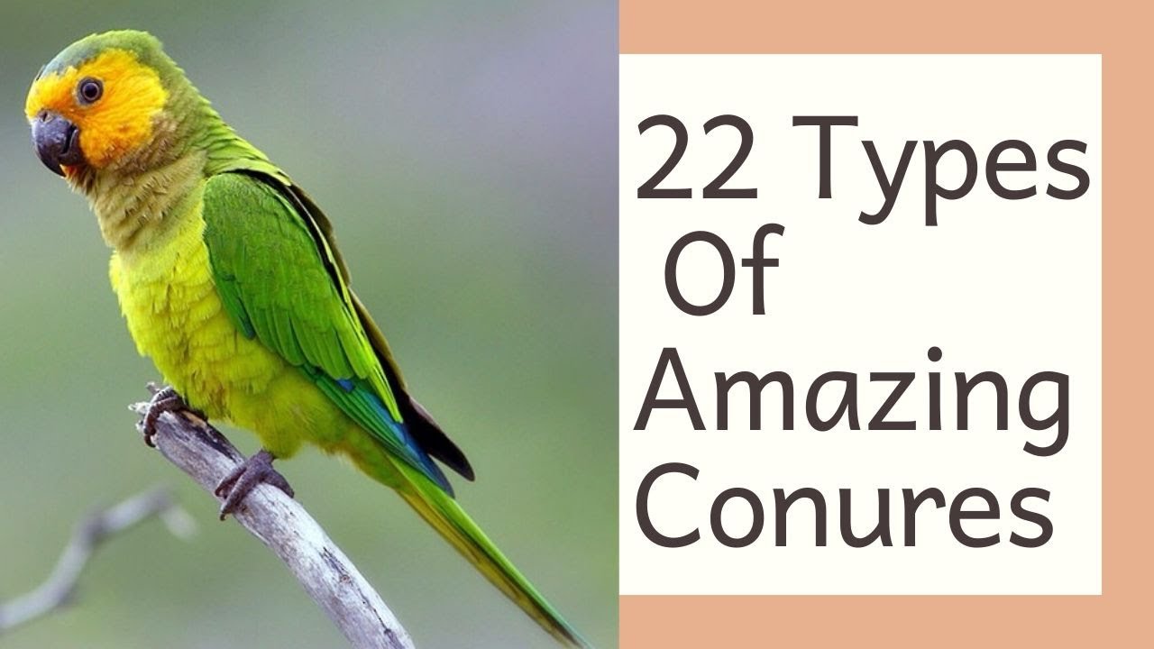 22 Varieties Of Conures || Best Conures As Pet || Different Types Of Conures || Rare Conure Species.