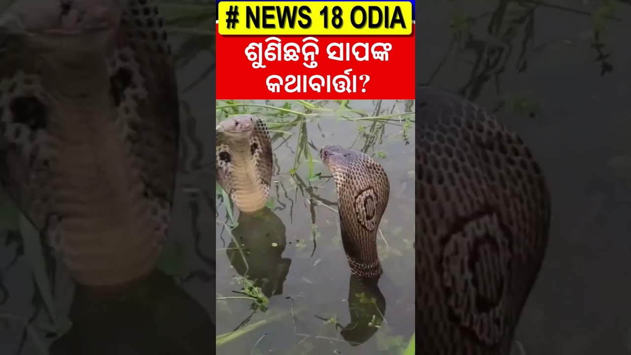 ମାଡୁଛି ପାଣି, ଆଉ ଏଠି ଏମାନଙ୍କ ମେଳି । Snake in Kendrapara Ali | Odia News | Rain in Odisha
