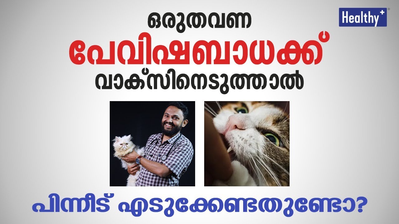 Rabies vaccine Malayalam | ഒരുതവണ പേവിഷബാധക്ക് വാക്സിനെടുത്താൽ പിന്നീട് എടുക്കേണ്ടതുണ്ടോ? |  Healthy