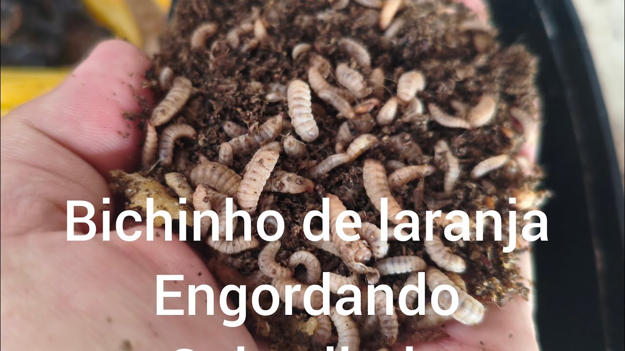 BICHINHO DE LARANJA,COISA LINDA