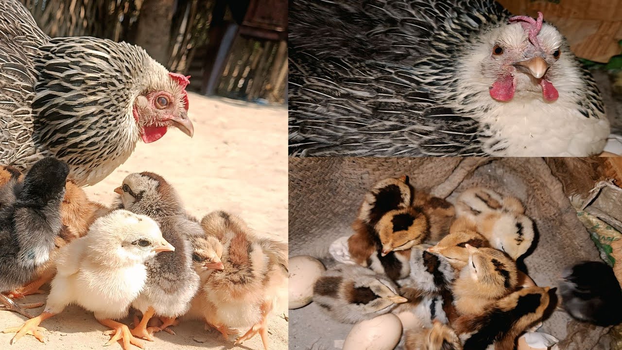 The Miracle of Life: Hen Hatches 10 Adorable Chicks!