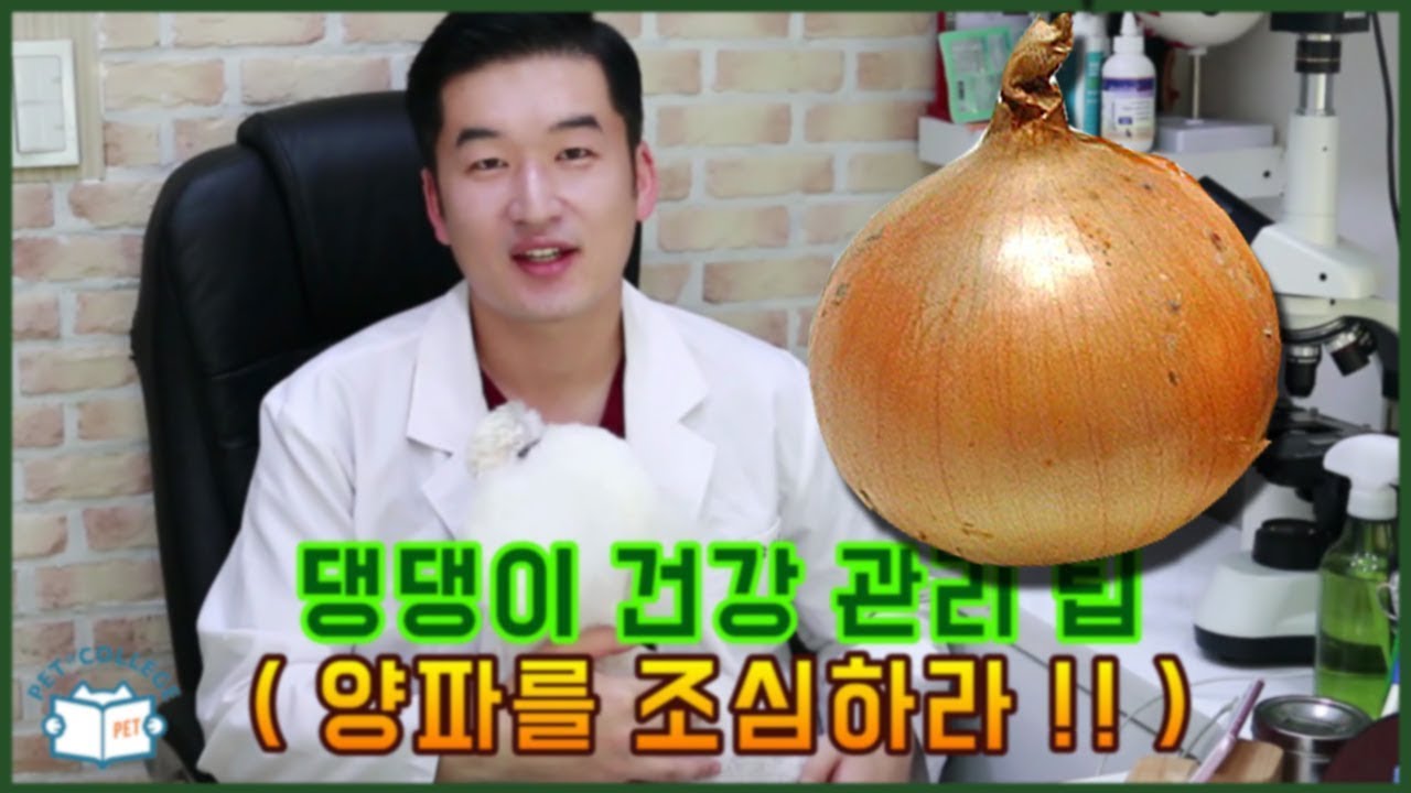 양파를 조심하라! - 집에서 관리하는 댕댕이 건강 - 강성운 수의사