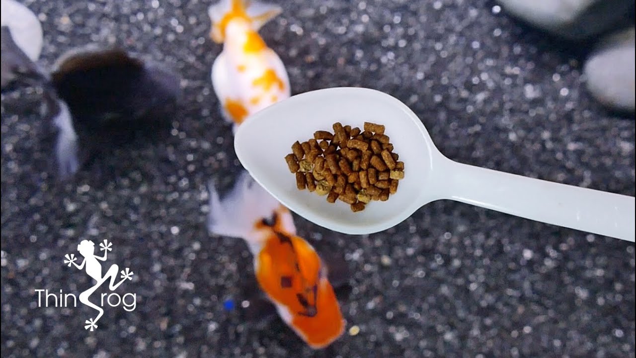Well Balance Pellet Food for Goldfish