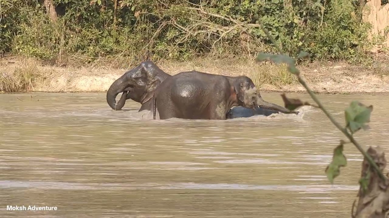 Corbett National Park Safari Phanto zone - Night Stay Dhikala Booking Jungle Safari Contact us