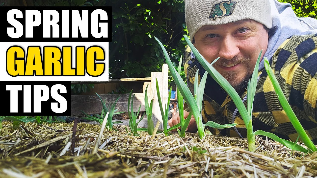 3 Spring Garlic Tips - Garden Quickie Episode 186