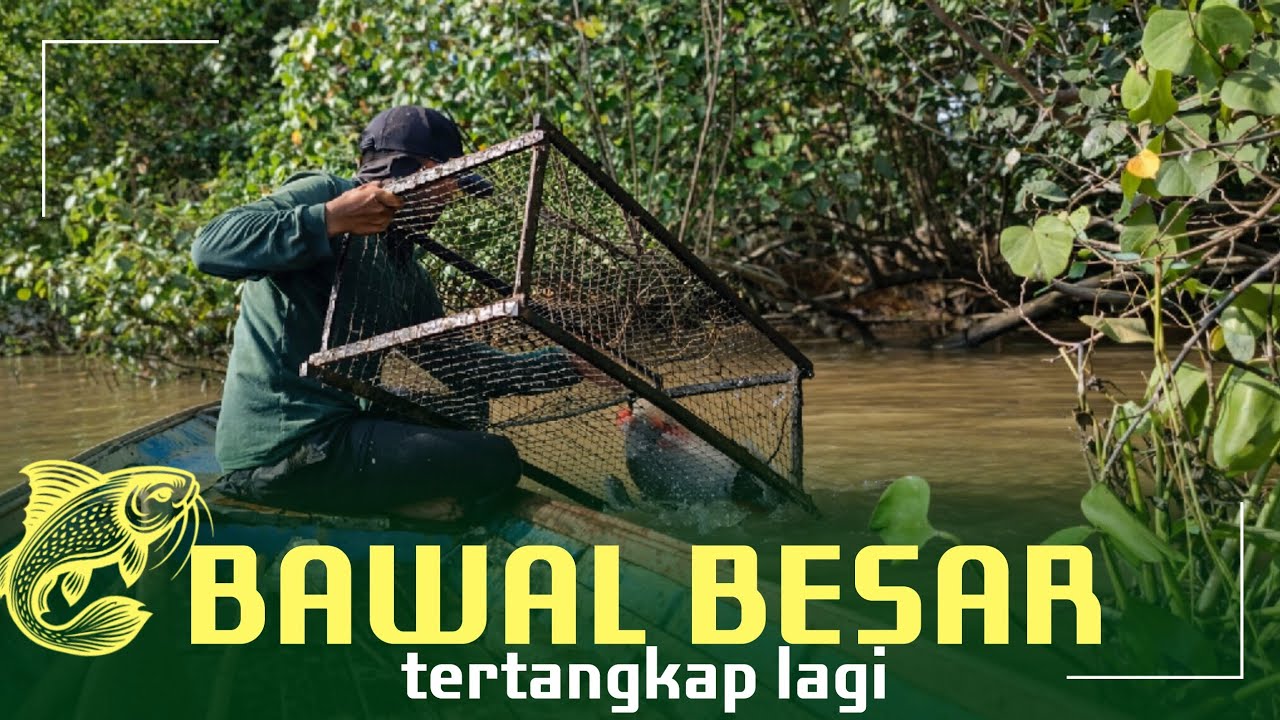 IKAN BAWAL BESAR MASUK BUBU! Nggak Nyangka Dapat Segede Ini