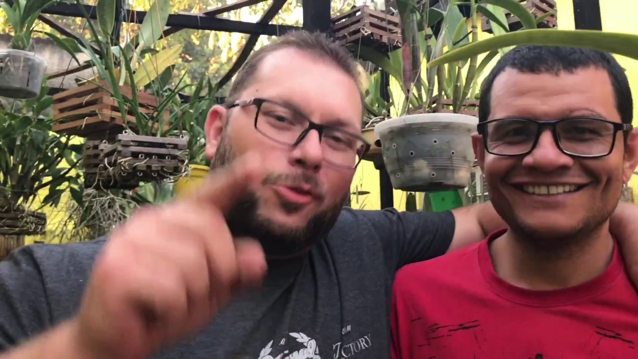 Cattleya aclandiae ...seu enraizamento e cultivo !! ( Por Júlio César )