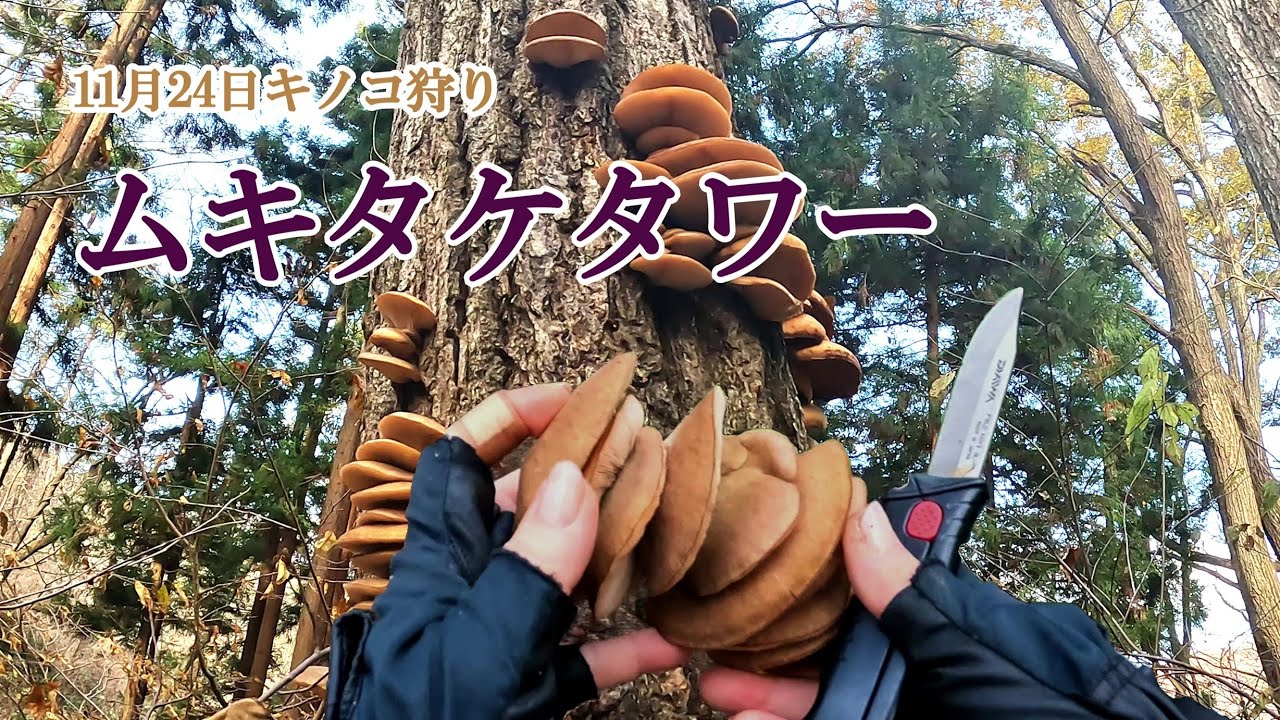 【キノコ狩り】ムキタケタワーで大収穫　2025年11月24日　#ムキタケ　#キノコ狩り　#冬のキノコ