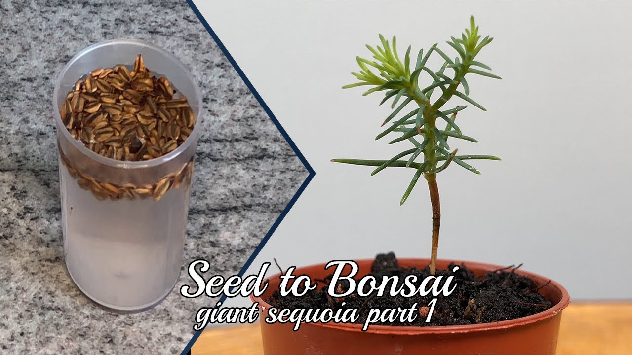 Seed to Bonsai: Sequoiadendron giganteum (Giant Sequoia) #1