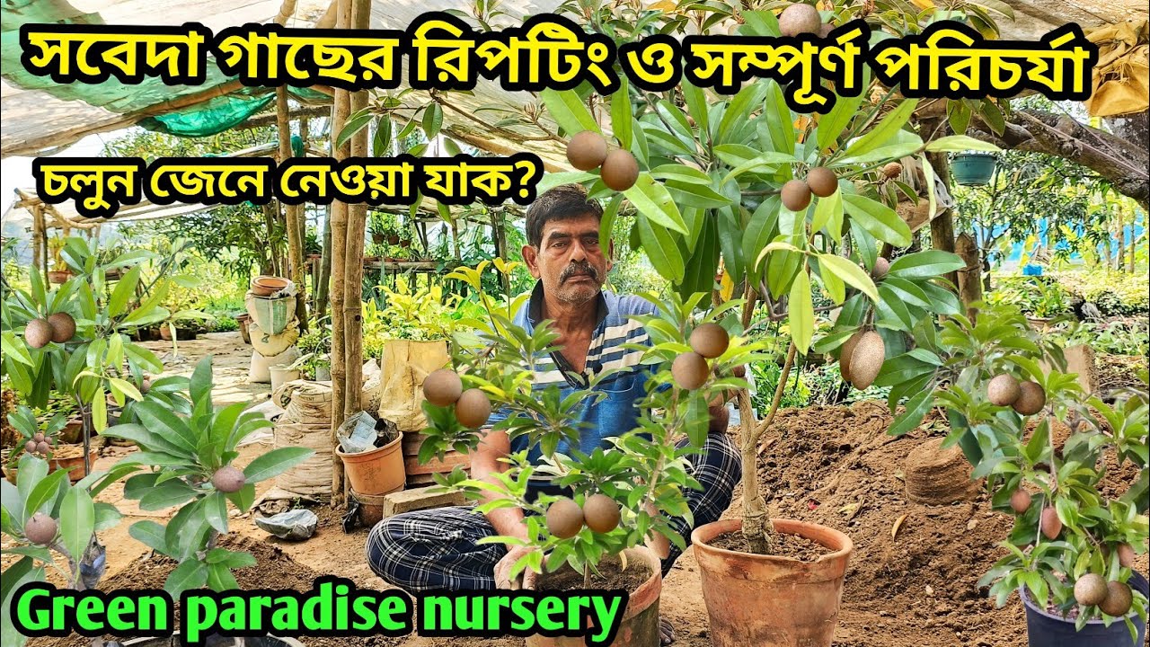 সবেদা গাছের রিপটিং ও পরিচর্যা