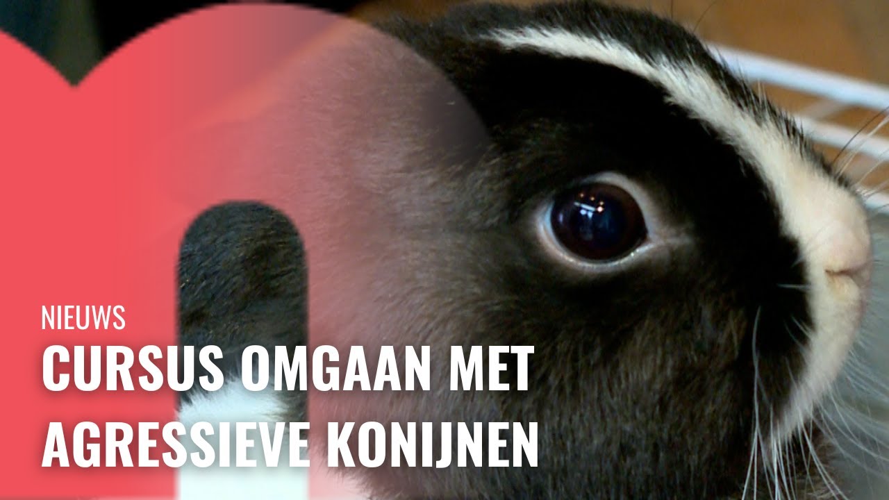 Cursus omgaan met agressieve konijnen
