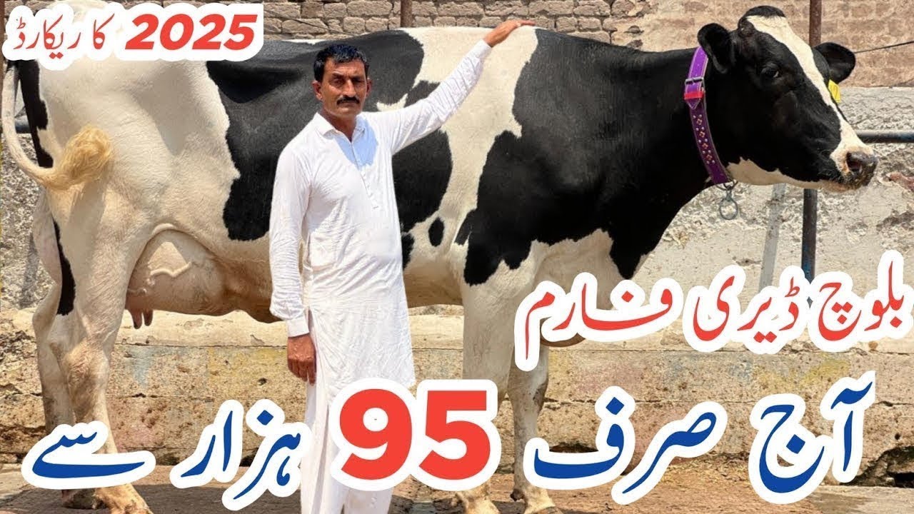 Baloch Dairy Farm | imported cows And Friesian cows | imported Heifers 