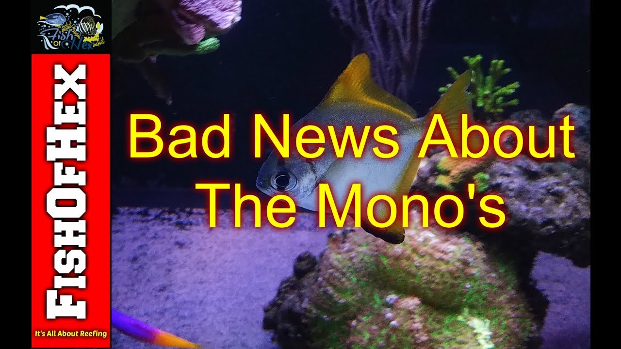 Another Mono Argentus Goes Crazy! | R.I.P