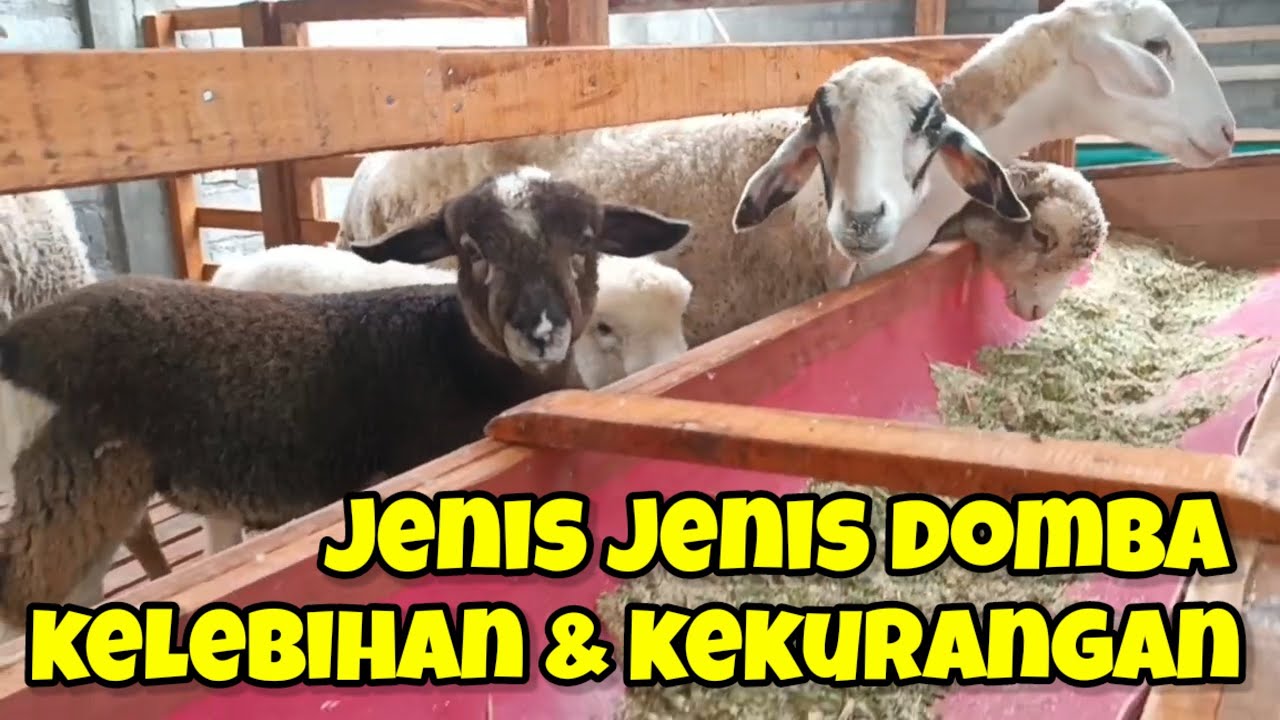 Jenis Jenis Domba Beserta Kelebihan dan Kekurangannya