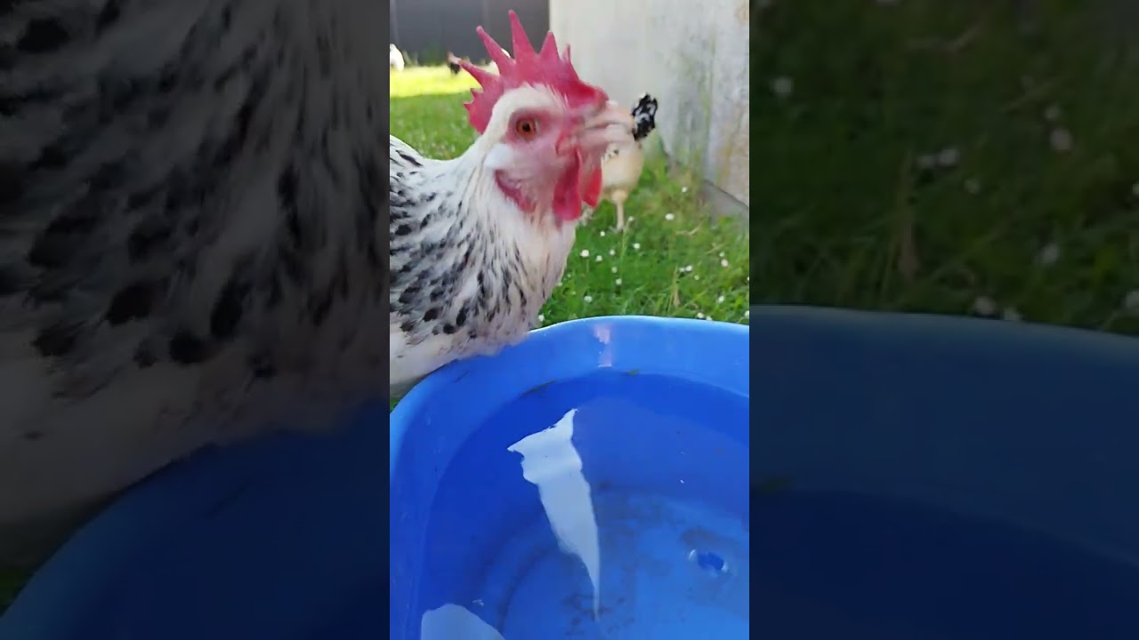 Poule surprise en train de boire un coup!  #shorts