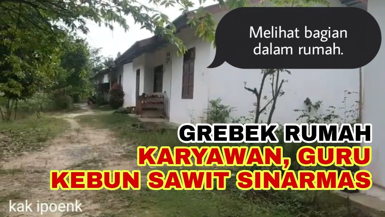 Grebek rumah karyawan & guru kebun sawit sinarmas Kalimantan Tengah || #sinarmas #nahiyangestate