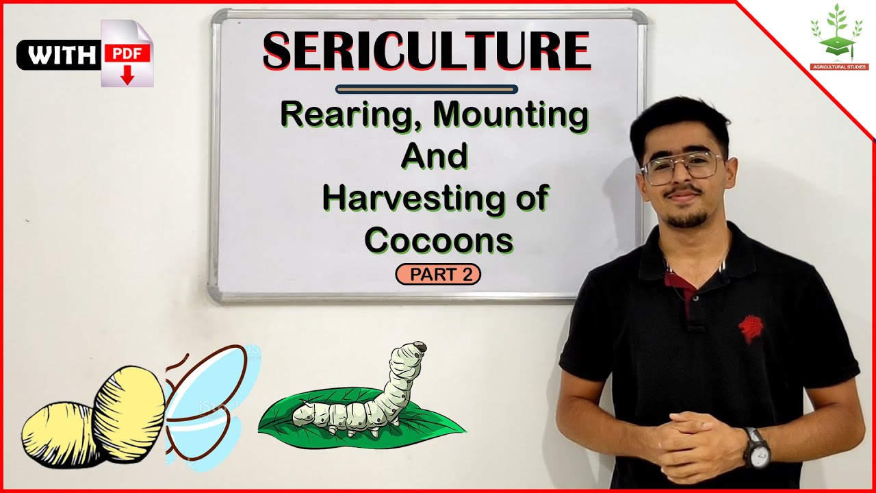 Rearing Mounting And Harvesting of Silkworm Cocoons (PART 2) #sericulture