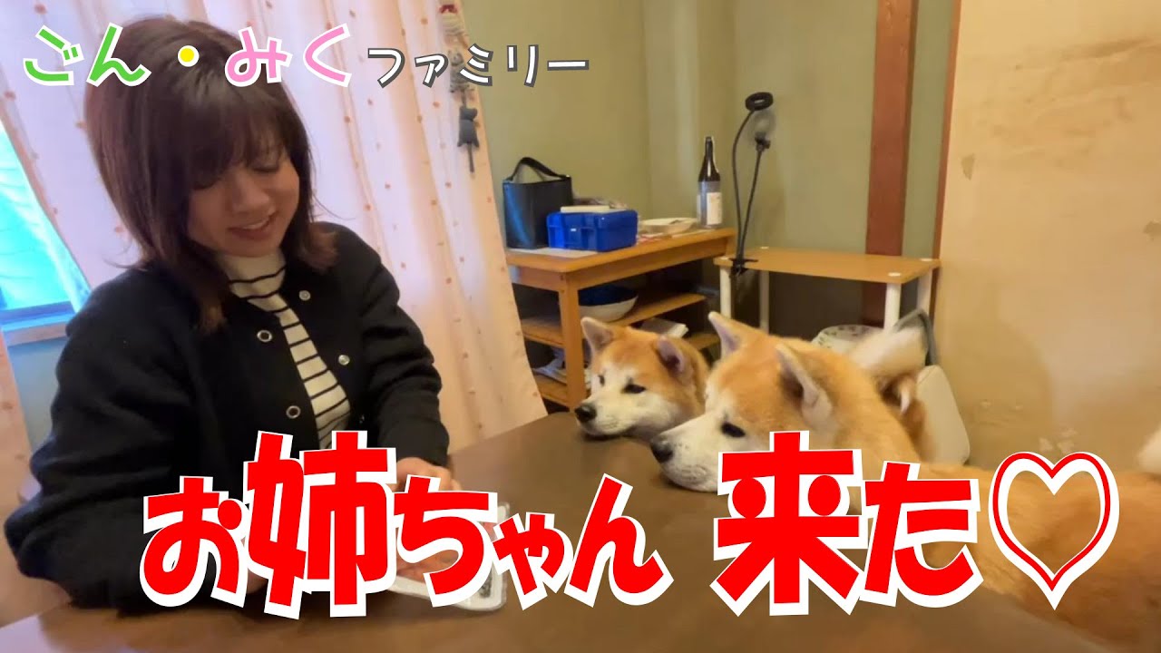 大好きなお姉ちゃん来た～♡　今日のごん・みく♡　秋田犬【ごん・みく チャンネル】