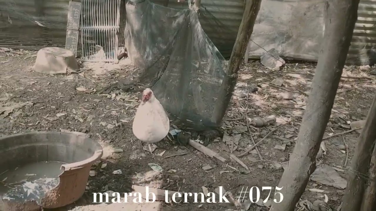 Marab ternak #075(@hermansuherman7736)