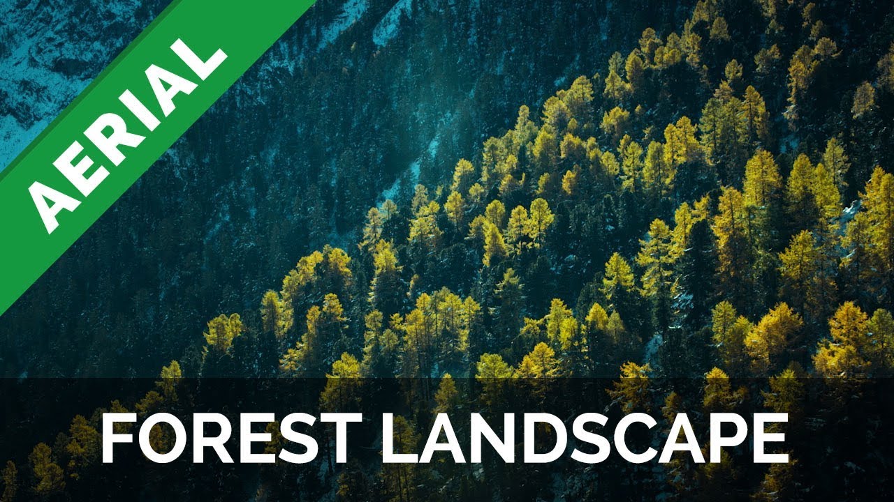 Aerial Footage &ndash; Forest Landscape