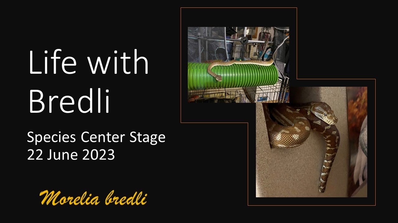 My Life with Bredl’s Pythons