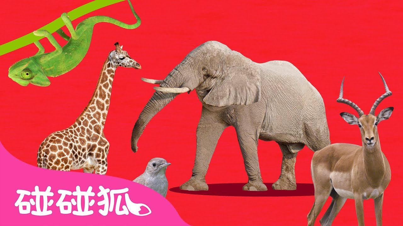 ABC动物火车｜卟卟- 动物火车出发啦！🚂 ｜动物儿歌｜ABC Animal Train｜中文儿歌｜碰碰狐儿歌｜Kids Songs｜碰碰狐Pinkfong